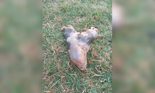 Porco nasce com dois corpos e uma cabeça no Paraná