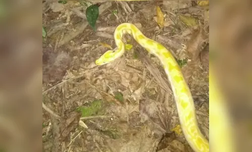 Cobra de origem asiática é encontrada no litoral de SP; entenda