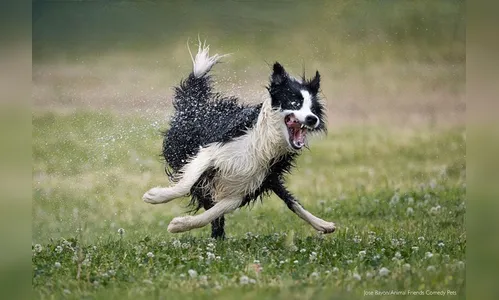 Concurso elege melhores fotos engraçadas de pets de 70 países em 2022
