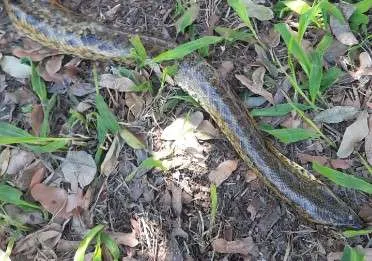 A cobra deve ser encaminhada à Vigilância Sanitária