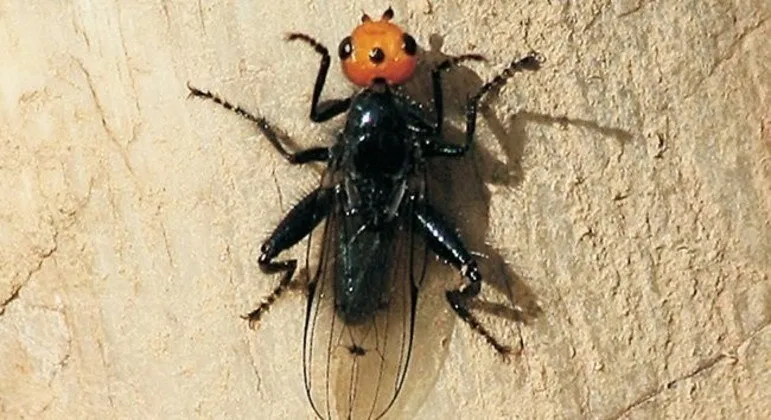 A descoberta foi feita por um guarda-florestal, que durante o expediente no Vale do Ossau