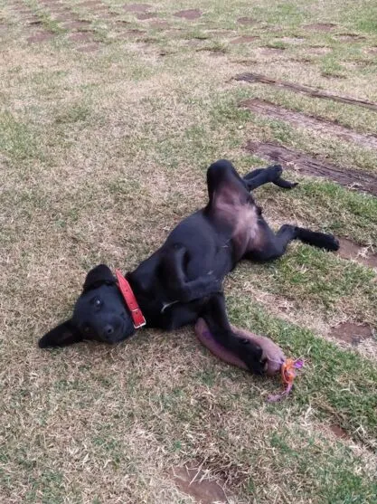 Cachorrinha sumiu com um a coleira vermelha