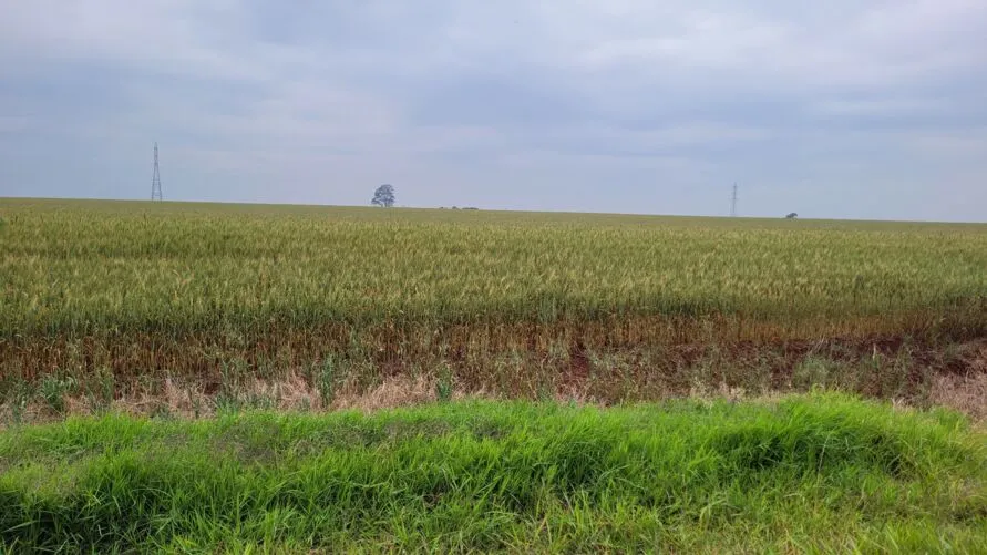 Falta de chuva afetou o trigo, que está na fase final de desenvolvimento na região
