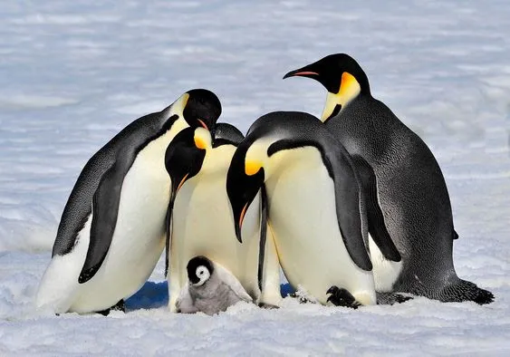 O pinguim-imperador (Pinguinus impennis) assume o trabalho de cuidar dos ovos de seus filhotes