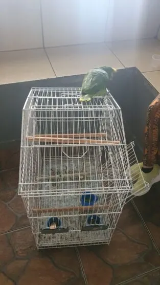 Papagaio foi entregue para a Polícia Ambiental, para um destino adequado