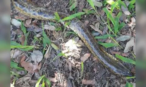 Cobra de grande porte é encontrada em avenida de Londrina