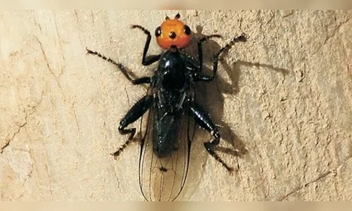 Moscas carnívoras extintas há quase 200 anos são descobertas