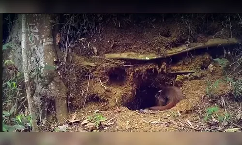 Jovem morre vítima de 'doença do tatu' após sair para caçar