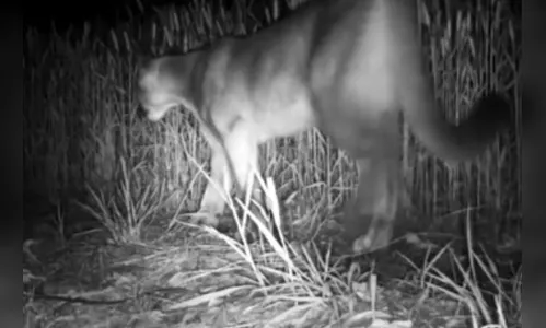 Câmeras flagram movimentação de onça parda e filhote, em Marilândia