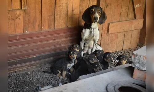 Homem é preso por manter mais de 80 cães sob maus-tratos