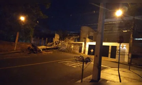 Árvore cai em cruzamento no centro de Apucarana