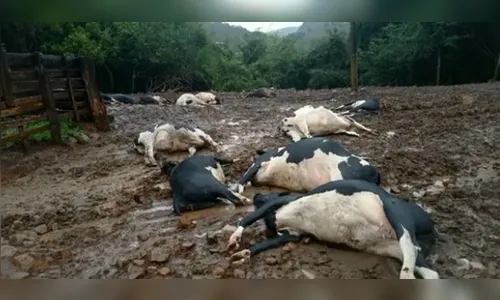 Vacas morrem após serem atingidas por descargas elétricas, no PR