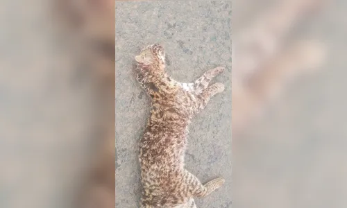 Gato-do-mato é atropelado em rodovia de Apucarana