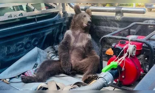 Urso consome mel alucinógeno na Turquia e precisa ser resgatado; vídeo