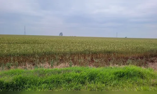 Chuva volta à região, mas não alivia agricultura; saiba mais