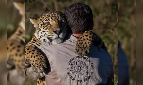 Instituto Onça-Pintada é multado após morte de 72 animais