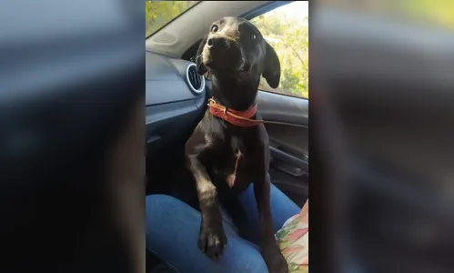 Cachorrinha que desapareceu no Contorno Norte é encontrada