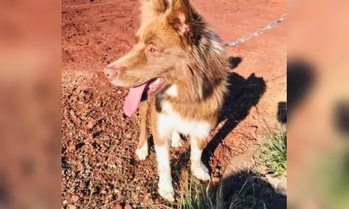 Border collie desaparecido reencontra dono de Apucarana