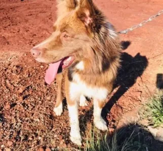 Lino é da raça border collie e sumiu na parte da noite desta terça