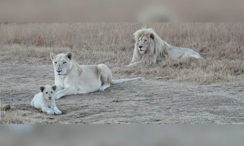 Homem tenta invadir zoológico e acaba sendo morto por leões