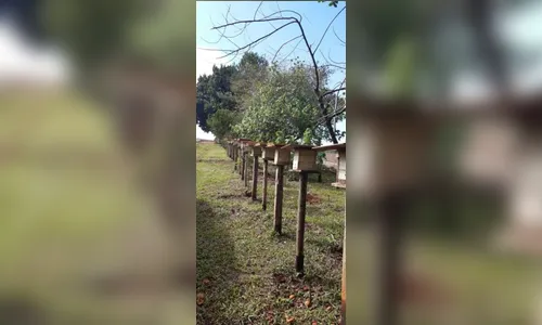 Meliponicultura: Apucarana abre inscrições para novas turmas do curso