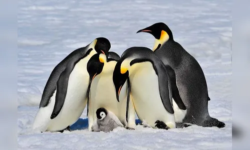 O pinguim-imperador (Pinguinus impennis) assume o trabalho de cuidar dos ovos de seus filhotes