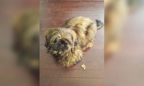 Câmera flagra furto de cão em Apucarana e dona faz apelo; assista