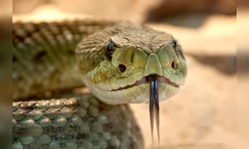 Menina morde cobra em reação a ataque no quintal de casa