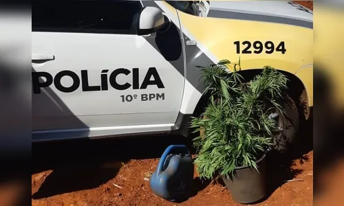 Dono chama polícia após encontrar 28 pés de maconha em sua chácara