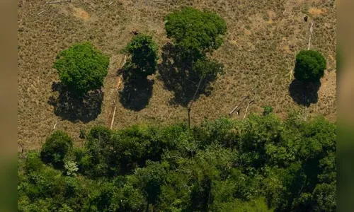 Desmatamento ilegal chega a 8,5 mil km² na Amazônia, diz Inpe