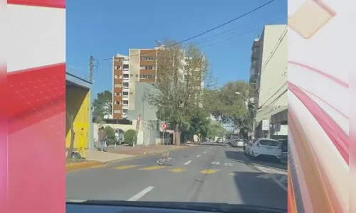 Ave silvestre é flagrada correndo no centro de Apucarana; assista