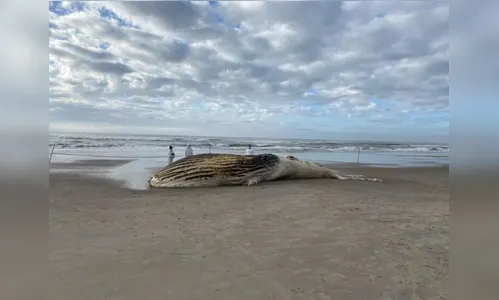 Baleia-jubarte com mais de 20 toneladas é encontrada no Litoral do PR