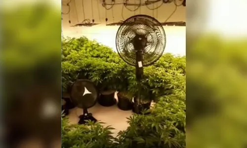 Plantações de maconha são encontradas pela PM em Curitiba