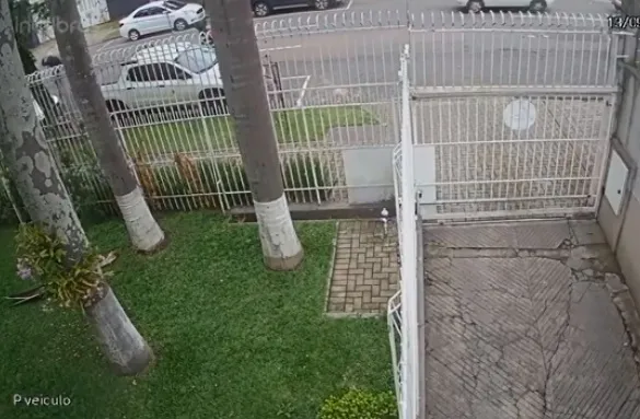 Caso aconteceu no bairro Rebouças no final da tarde desta terça-feira (13). Suspeito alvejou carro que mulher dirigia. Polícia tentou rendição durante cerca de quatro horas.