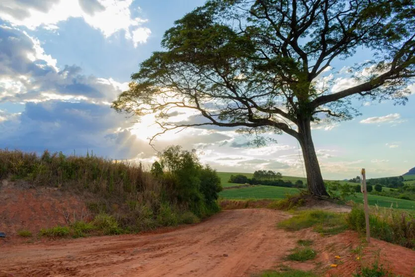 Árvore na rota do turismo rural é popular nas redes sociais