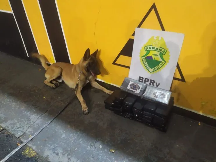 Cão de faro apontou as drogas nas bagagens