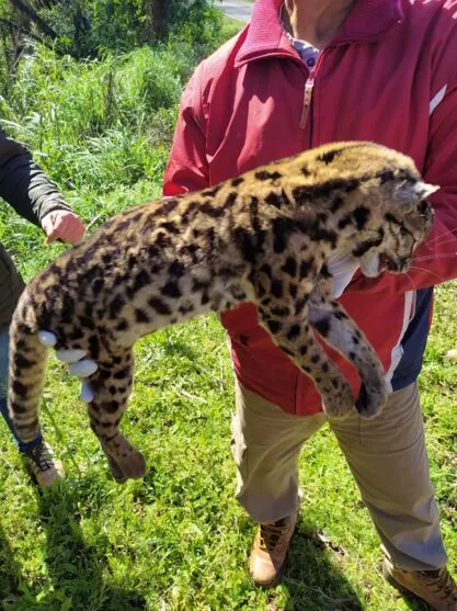 Gato Maracajá é atropelado e morto entre Marilândia e Rio Bom