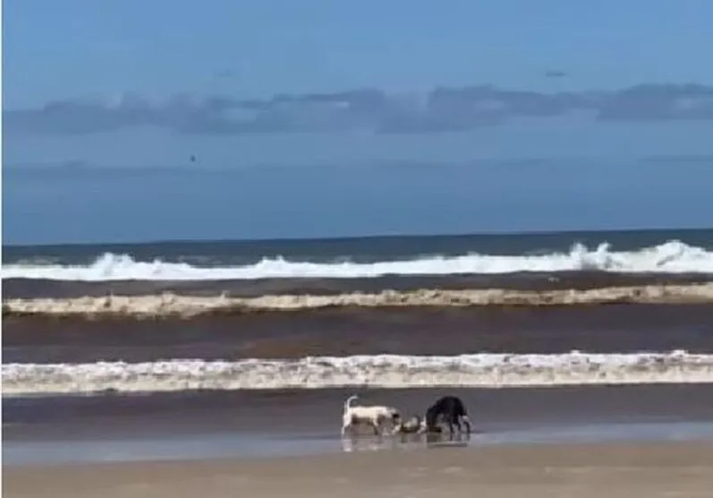 Legislação estadual de Santa Catarina determina a obrigatoriedade do uso de focinheira e guia com enforcador para pitbulls