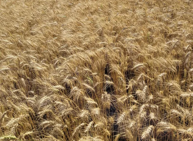 Nos 13 municípios pertencentes à Seab de Apucarana, 80% da safra de trigo já foi colhida