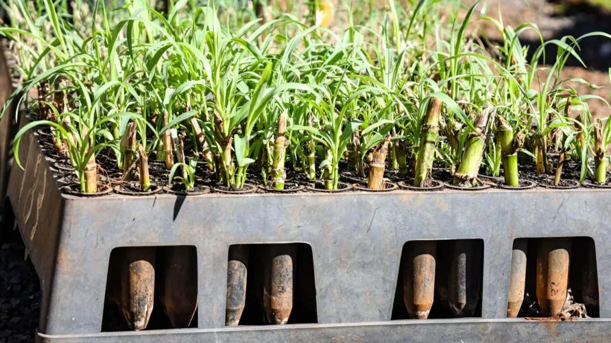 O Terra Forte, iniciado em 2014, já atua nos segmentos da fruticultura e cafeicultura