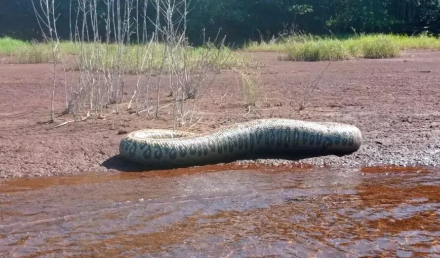 O animal foi encontrado morto no último sábado (17)