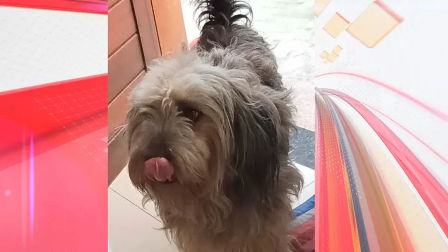 O cachorro chamado Ozzy desapareceu em Apucarana