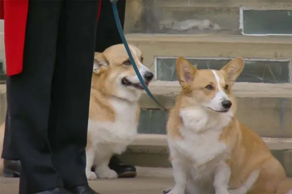 Os fãs da família real caíram em lágrimas ao avistarem os cães no pátio do Castelo de Windsor, local para onde a monarca é levada