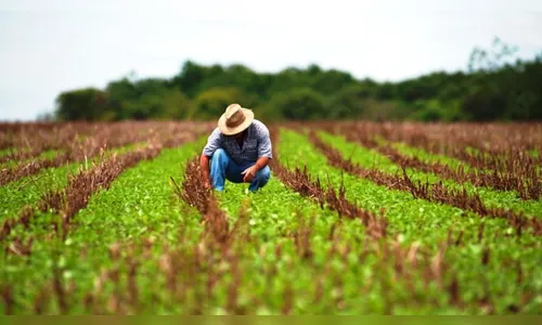 Evento 'I Dia de Campo' debate práticas agropecuárias em Arapongas