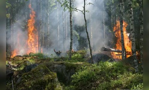 Fumaça de incêndios ambientais na Amazônia chega ao Paraná