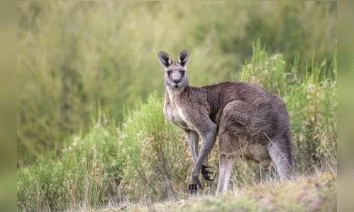 Homem de 77 anos é morto por canguru de estimação na Austrália