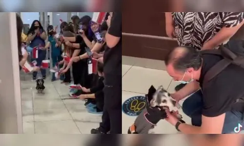 Vídeo de cachorrinho deixando UTI após 22 dias de internação emociona