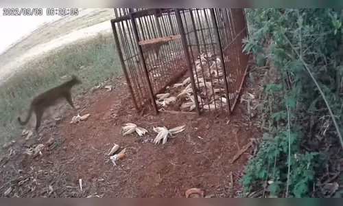 Câmera registra movimentação de onças em Marilândia do Sul; assista