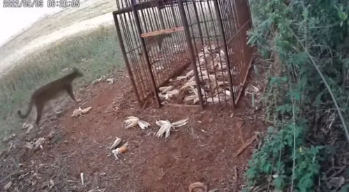 Câmera registra movimentação de onças em Marilândia do Sul; assista