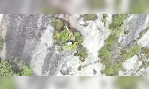 Cadela foge e vai parar em encosta no alto do Morro Dois Irmãos, no RJ